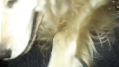 Hot Teen trying dog sex