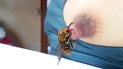horse fly eat nipple 01