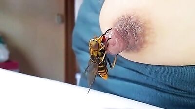 horse fly eat nipple 01