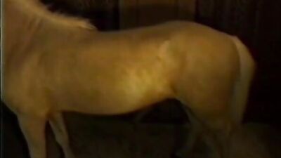 Horsescore