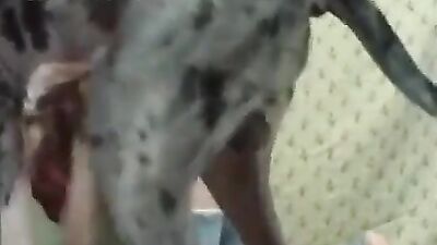 Great Dane