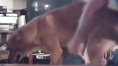 Sticky to the Dog