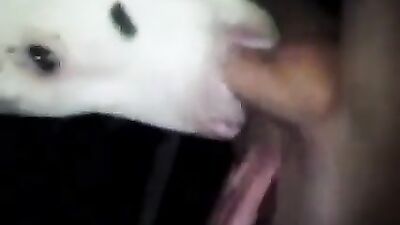 cow licking dick
