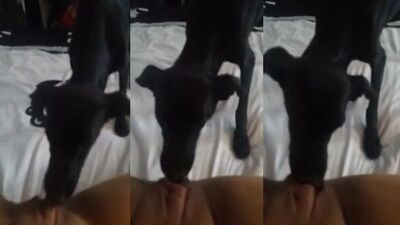 Letting the dog lick the pussy