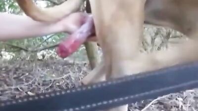 Sucking the Pirocudo Dog