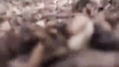 Sucking the Pirocudo Dog
