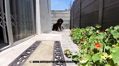 Chained and fucked hard by dog