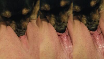 Puppy sticks his nose in her pussy so his tongue can enter