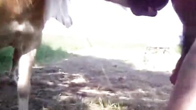 Horse sucking
