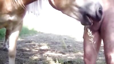 Horse sucking