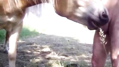 Horse sucking