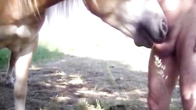 Horse sucking
