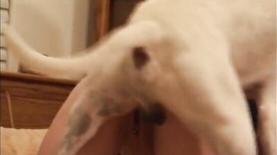 Ass
