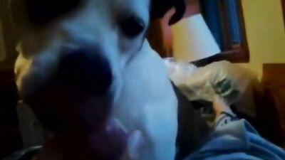 2 dogs licked cum