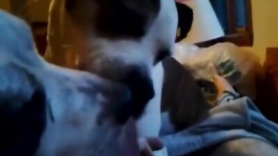 2 dogs licked cum
