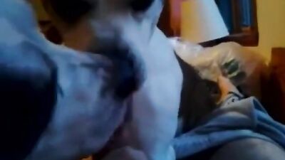 2 dogs licked cum