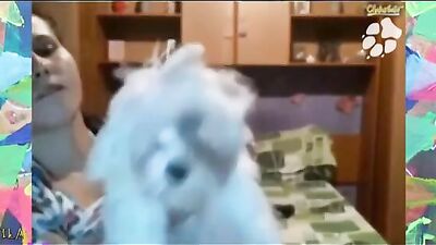 Webcam dog