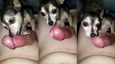 Under Blanket Licking