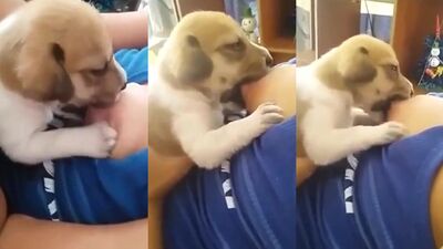 Puppy trying to drink mummys milk pt2