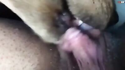 Puppy licking a big clitoris