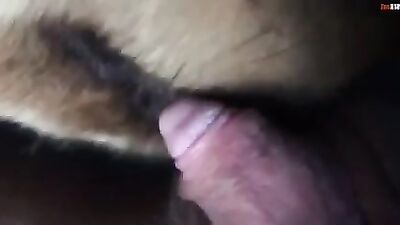 Puppy licking a big clitoris