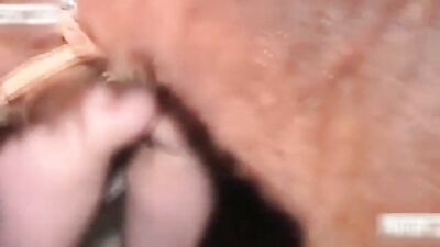 Feeling Animals Cum 4