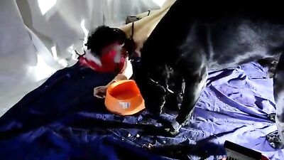 My dog drinking my hot nasty piss