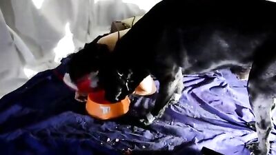 My dog drinking my hot nasty piss