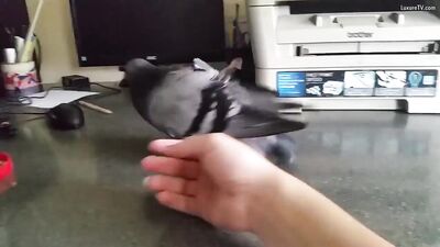 Pidgeon 1