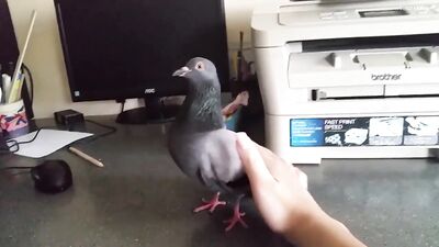 Pidgeon 1
