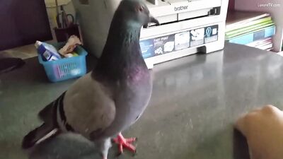 Pidgeon 1