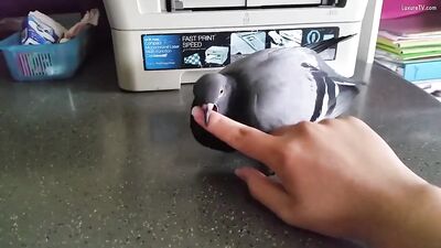 Pidgeon 1
