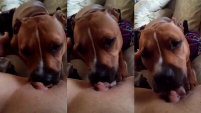 licks a swollen clit
