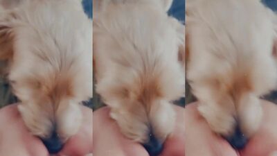 little pussylicker 2