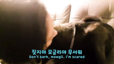 KOREA traditional dog JINDO VS hooman
