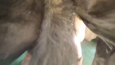 Horse 1
