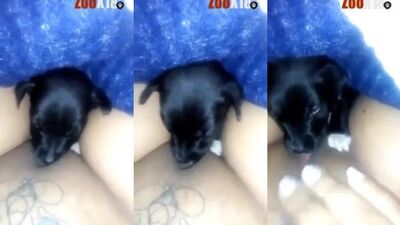 Dog sucking clit