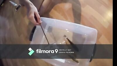 Fish girl insertion 0