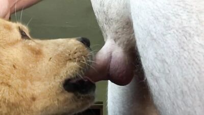Female dog sucking the man