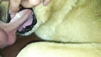 Female dog sucking the man