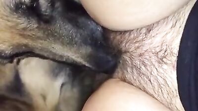 german sheperds teamup for their owners pleasure