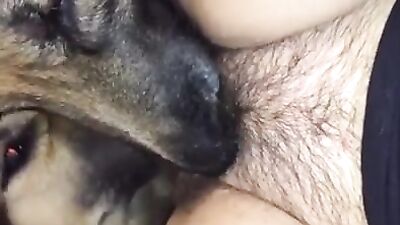 german sheperds teamup for their owners pleasure