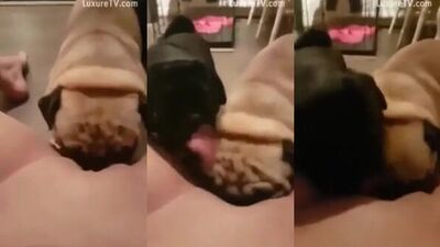 Dogs hungry for teen pussy juice!