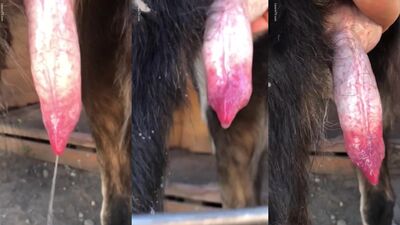 Dog cock