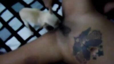 Cute dog licking