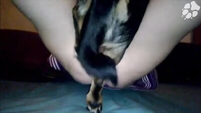 crazy dog