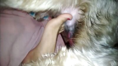 Dog cum