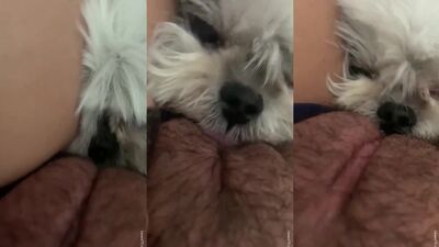 Dog licking pussy deep