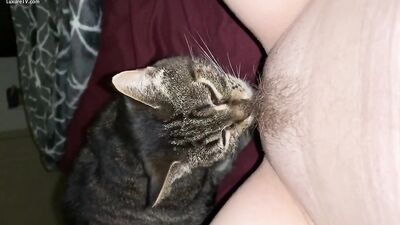 Cat licking pussy
