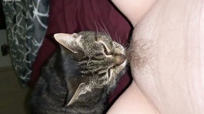 Cat licking pussy